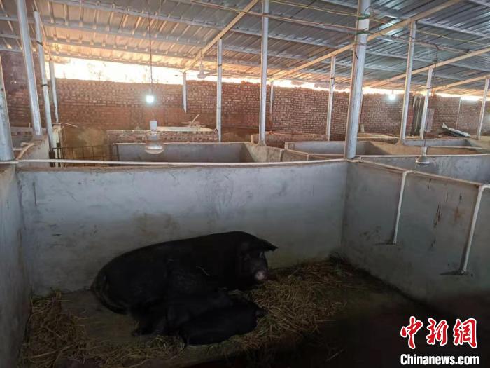 贵州省从江县加勉乡党港村的香猪养殖场。　石小杰 摄